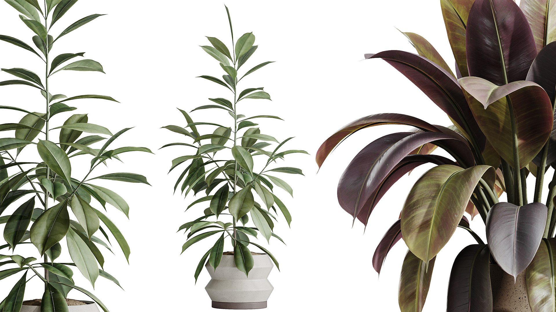 AV Indoor plants set 173 Mission Leccino Arbequina and Ficus Robusta Abidjan and Ficus African Fig 3D model https://p.turbosquid.com/ts-thumb/nO/0xMPIe/rM/04/png/1737184453/1920x1080/fit_q87/870bd06c09a28509f35a8709e3fed5e12d16e428/04.jpg