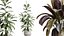 AV Ensemble de plantes d'intérieur 173 Mission Leccino Arbequina et Ficus Robusta Abidjan et Ficus African Fig