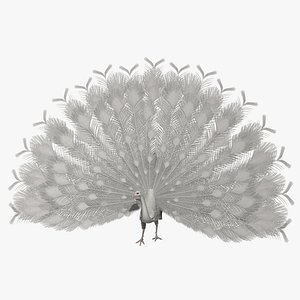 Pavo Cristatus "Indian Peacock Albino"