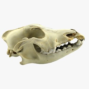 Hyena Skull