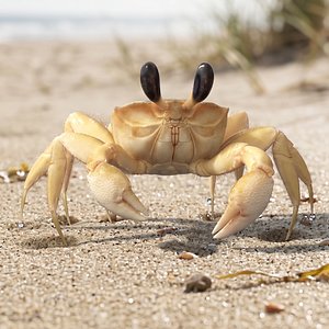 Ghost Crab Side Walk Fur Animated Rigged For Maya