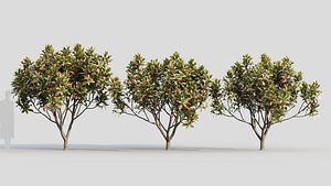3D Loquat a