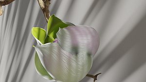 Blooming Rose Animation 3D model