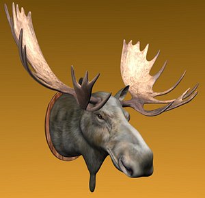 moose head