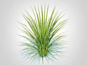 3D Acorus gramineus variegatus - Sweet Flag model