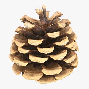 Frosted-pine-cones---01 3D model - TurboSquid 1362571