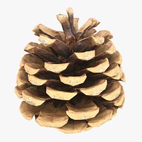 Pine Cone 8