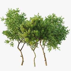 3D AV Fruit tree lemon and Joy Perfume Orange Michelia Champaca model