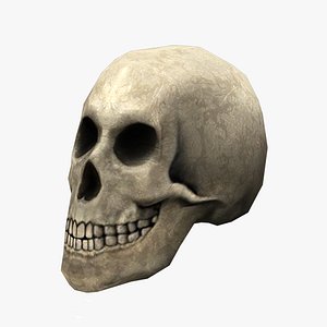 3d skull