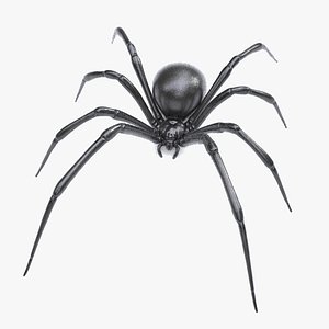Black Widow Spider