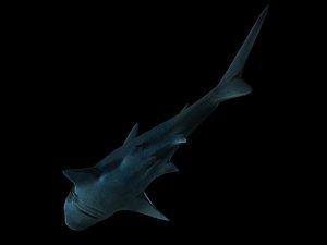 lightwave shark