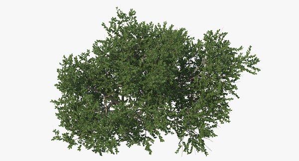 Summer trees 3 3D model - TurboSquid 1400084