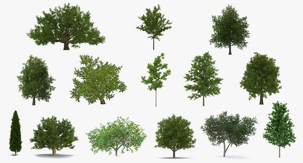 Summer trees 3 3D model - TurboSquid 1400084