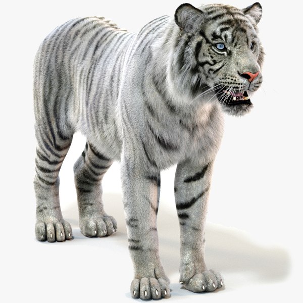 white sumatran tiger fur 3D model