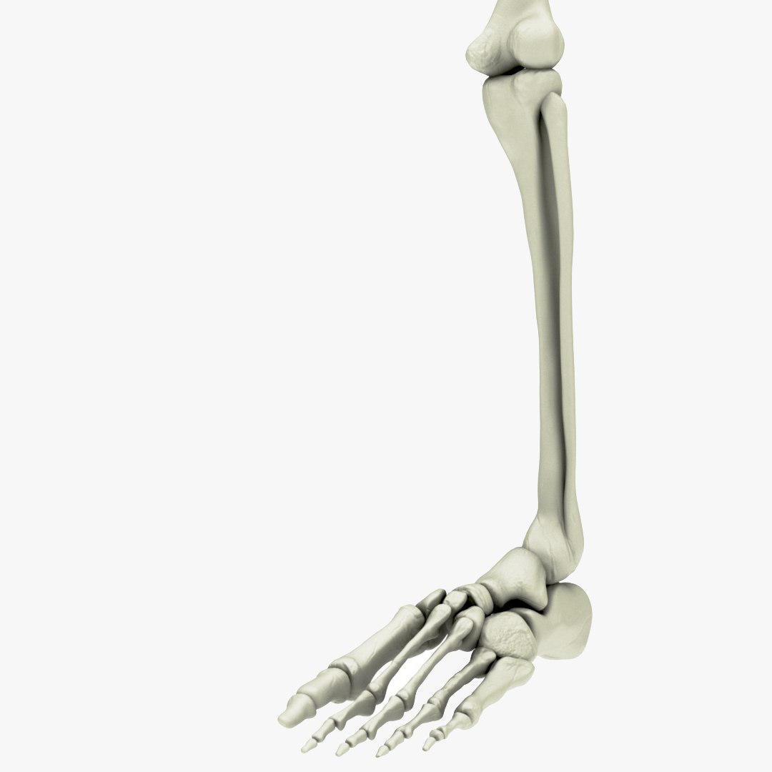 Leg Foot Model - TurboSquid 1461238