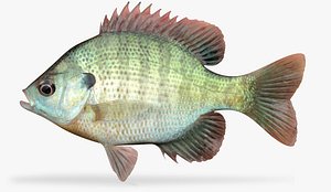 Bluegill