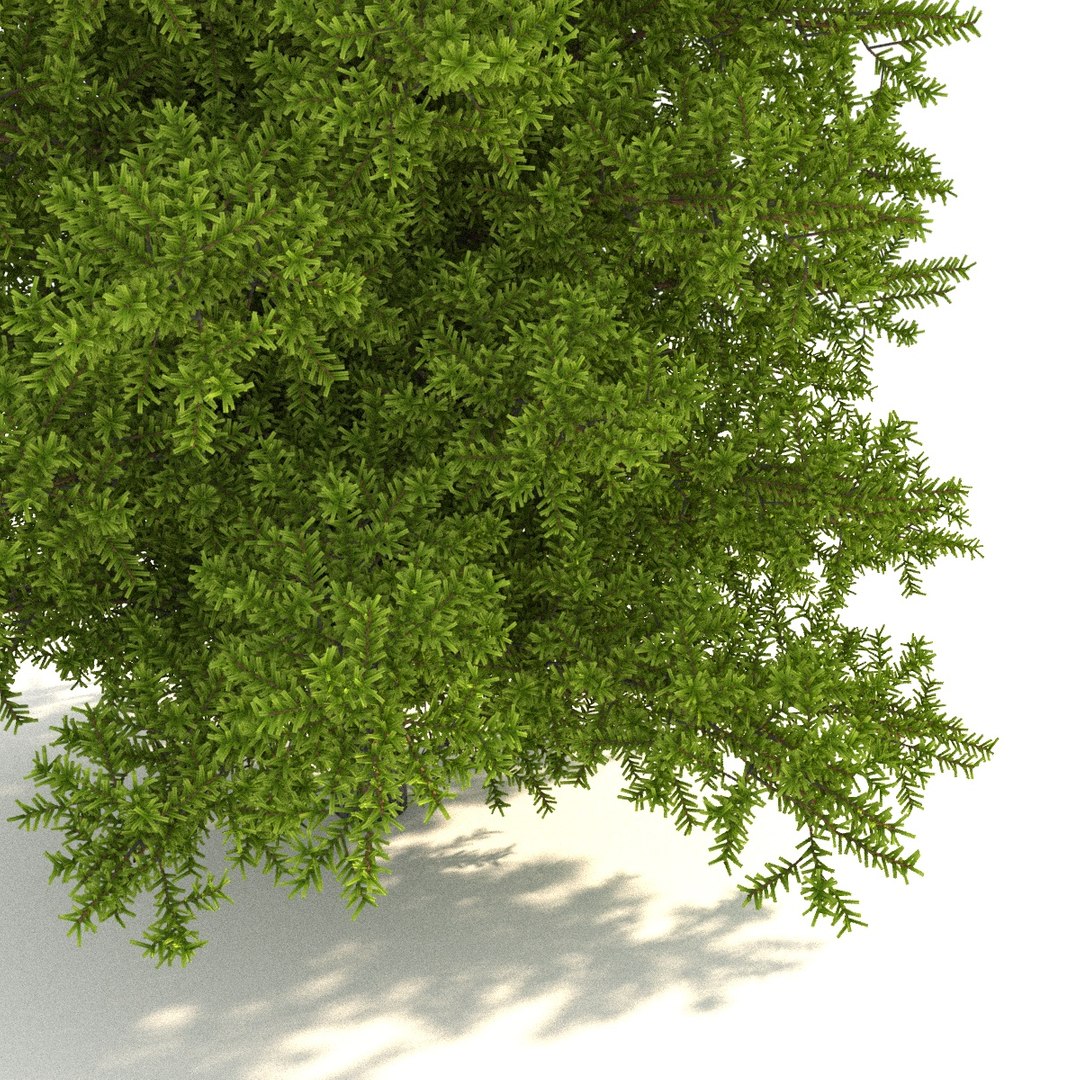 canadian fir-tree firs trees 3D model https://p.turbosquid.com/ts-thumb/nP/GCZYdk/57AwfhiU/05/jpg/1506511206/1920x1080/fit_q87/51fd80ab4797d45648c73a84754c80b1a4dc400f/05.jpg