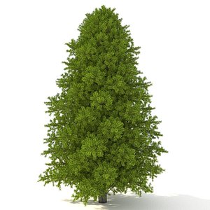 canadian fir-tree firs trees 3D model