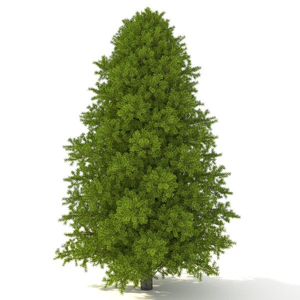 Модель ели. Fir Tree 3d model Maxtree. Ель модель. Ель 3d модель. Елка 3д.