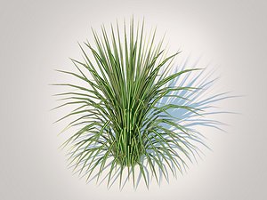Carex morrowii-sedge 3D model