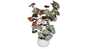 Begonia Mazae 3D model