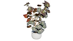 Begonia Mazae