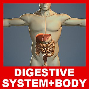 3ds max anatomy