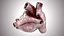 Human Heart Anatomic PBR 3D model