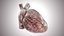 Human Heart Anatomic PBR 3D model