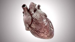Human Heart Anatomic PBR