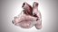 Human Heart Anatomic PBR 3D model