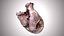 Human Heart Anatomic PBR 3D model