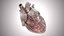 Human Heart Anatomic PBR 3D model