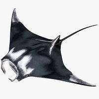 Manta Ray PBR
