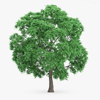 Japanese Chestnut Tree 12.6m
