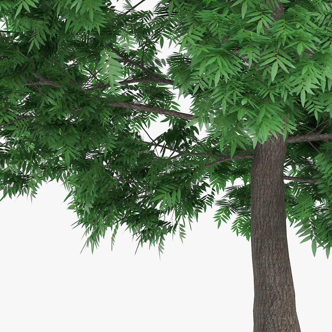 3d model of japanese chestnut 12 6m https://p.turbosquid.com/ts-thumb/nP/jZ4o0O/r2l33Xni/1205copy/jpg/1445838246/1920x1080/fit_q87/a9097d51739cd846978253ebdd7e70ba4c983091/1205copy.jpg
