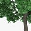 Japanese Chestnut Tree 12.6m