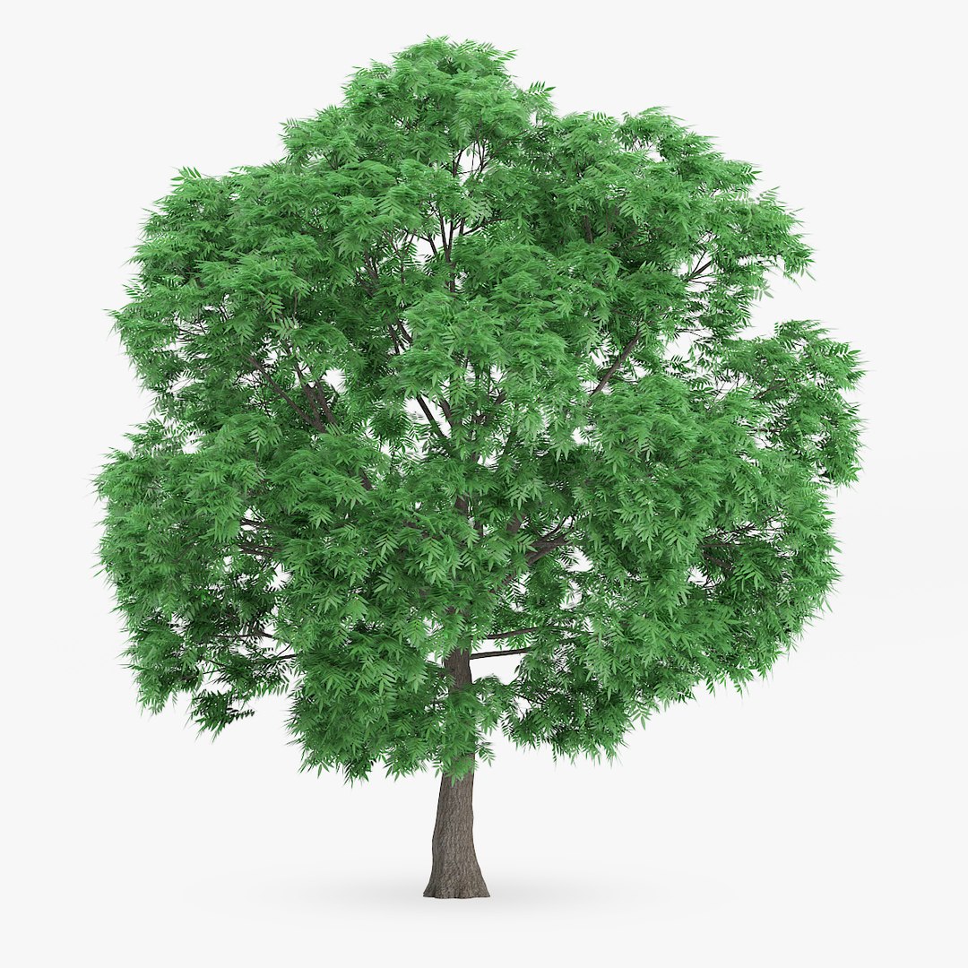 3d model of japanese chestnut 12 6m https://p.turbosquid.com/ts-thumb/nP/jZ4o0O/un8uQyub/1203copy/jpg/1445838245/1920x1080/fit_q87/c4111846a2b2714a0c333ab249de094f37ee85c2/1203copy.jpg