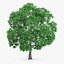 Japanese Chestnut Tree 12.6m
