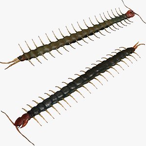 3D centipede model