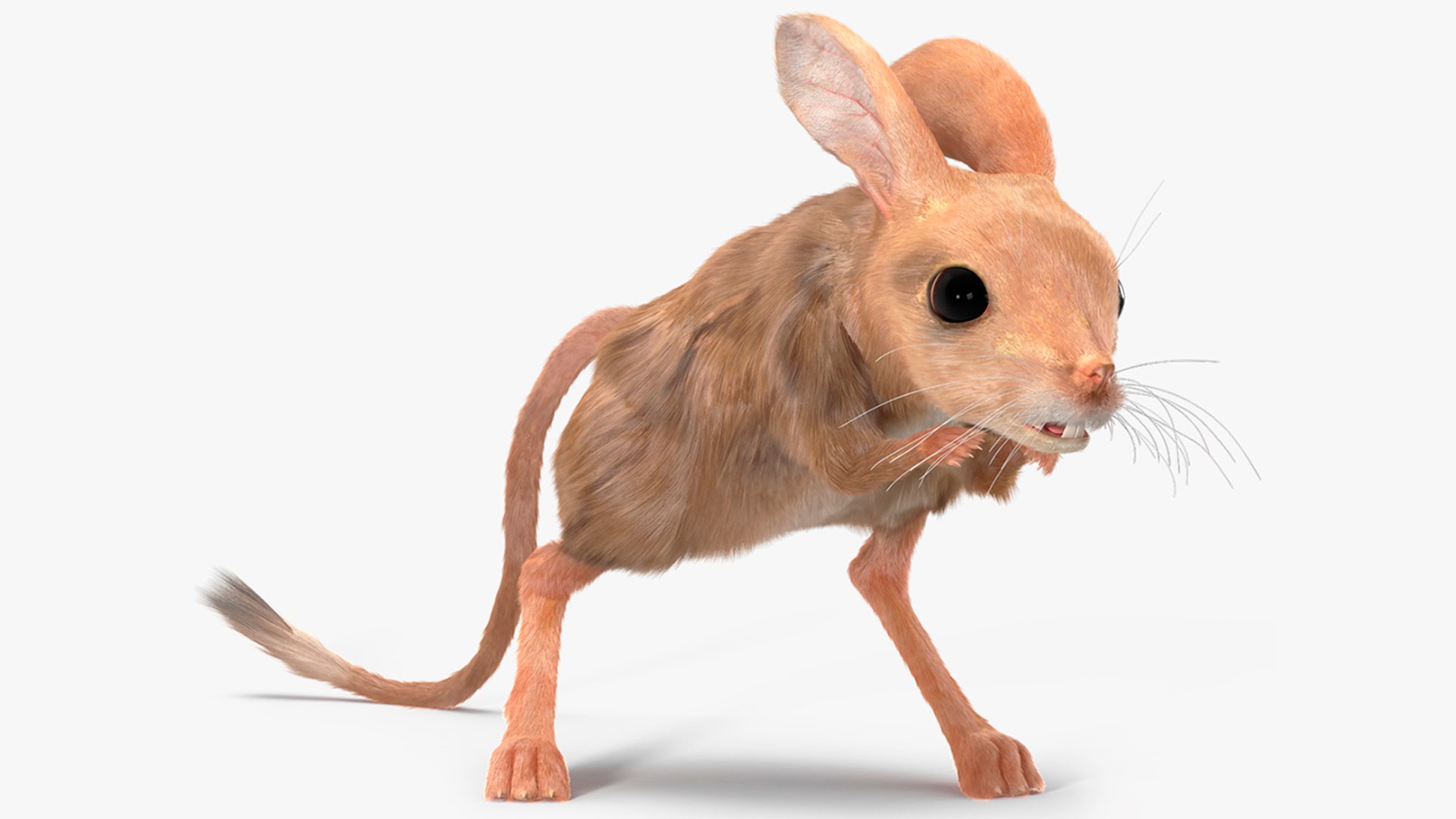 Jerboa Rigged Fur 3D model preview