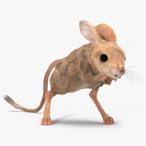 Jerboa Rigged Fur model