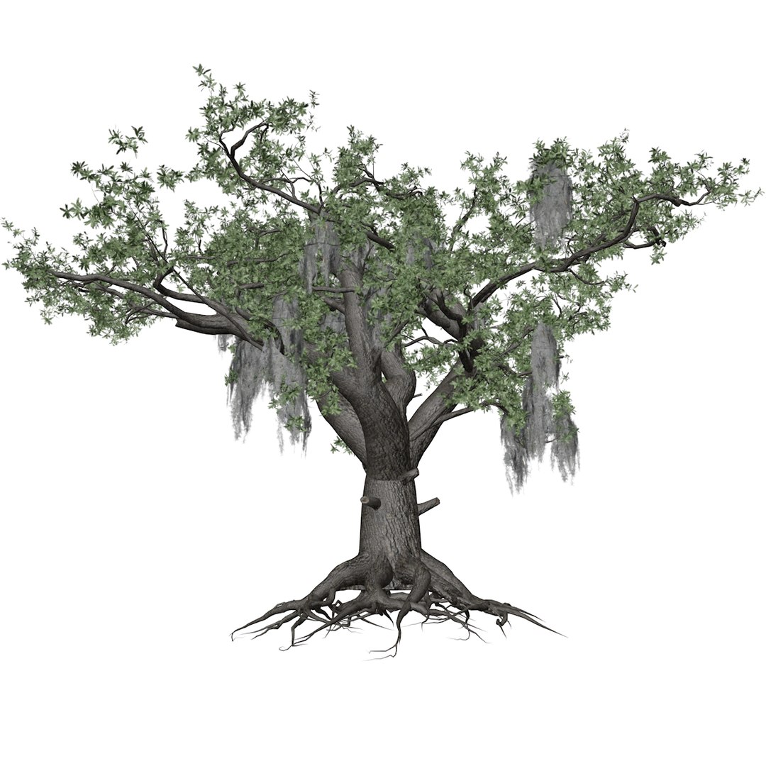 3D Live Oak Tree Collection - TurboSquid 2379023