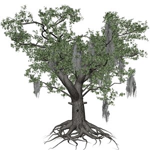 Live Oak Tree Collection