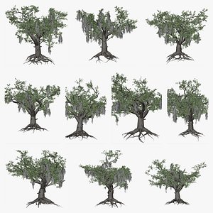 Live Oak Tree Collection