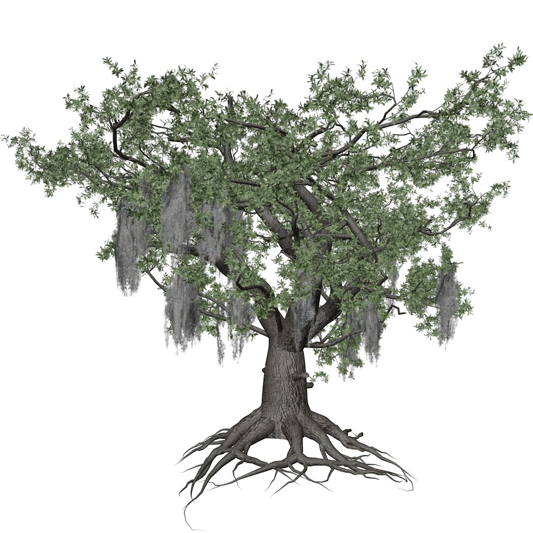 3D Live Oak Tree Collection - TurboSquid 2379023