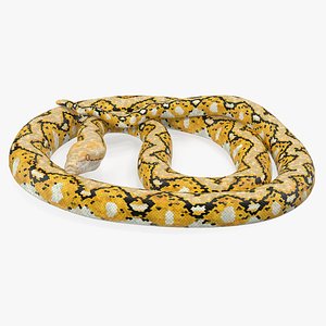yellow python snake rigged 3D