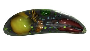 3d toxoplasma gondii model