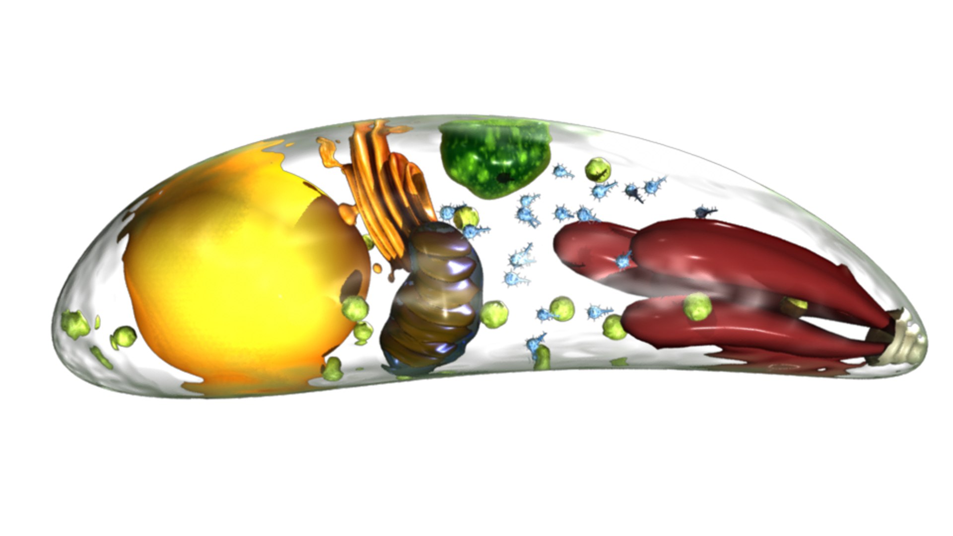 3d toxoplasma gondii model https://p.turbosquid.com/ts-thumb/nQ/5Op8uL/MhcznoiK/toxoplasmagondii_blinn/png/1424682641/1920x1080/fit_q87/18aa94557328b23376a7859a75030e580a42642a/toxoplasmagondii_blinn.jpg