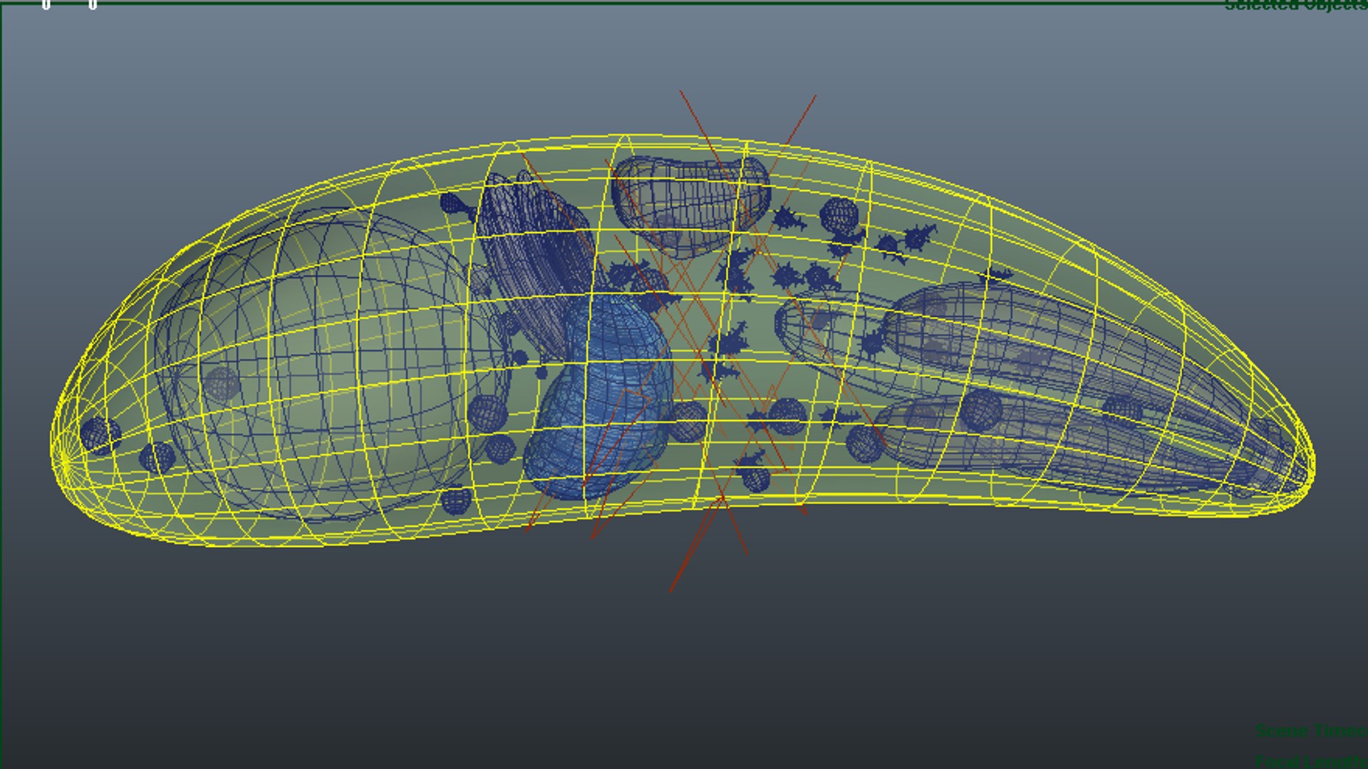 3d toxoplasma gondii model https://p.turbosquid.com/ts-thumb/nQ/5Op8uL/dmqPth5F/toxoplasmagondii_wireframe/png/1424682668/1920x1080/fit_q87/67a3d735051ef91c4eb603d72d517c04b7eec477/toxoplasmagondii_wireframe.jpg